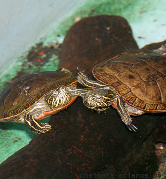Westliche Zierschildkröte, Chrysemys picta bellii, – © Haushe Suganthan Westliche Zierschildkröte, Chrysemys picta bellii, – © Haushe Suganthan