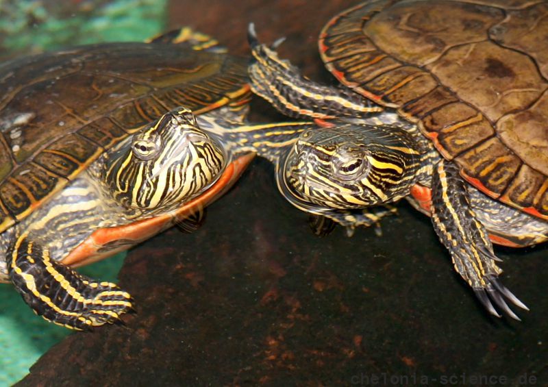 Westliche Zierschildkröte, Chrysemys picta bellii, – © Haushe Suganthan Westliche Zierschildkröte, Chrysemys picta bellii, – © Haushe Suganthan