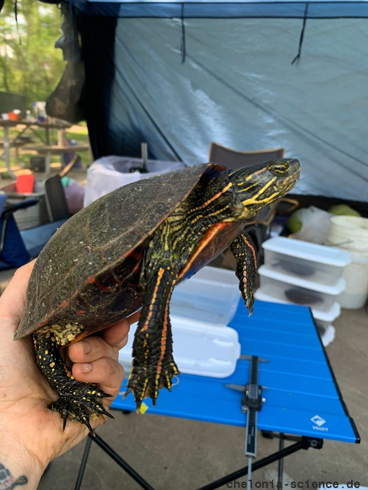 Zierschildkröte, Chrysemys picta, aus der Untersuchungspopulation – © Beth A. Reinke