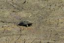 Zierschildkr&ouml;te, Chrysemys picta,&nbsp;auf der Pr&auml;zisionswanderung &ndash; &copy;&nbsp;Timothy C.&nbsp;&nbsp;Roth II