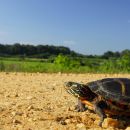 Zierschildkr&ouml;te, Chrysemys picta,&nbsp;auf der Pr&auml;zisionswanderung &ndash; &copy;&nbsp;Timothy C.&nbsp;&nbsp;Roth II