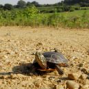 Zierschildkr&ouml;te, Chrysemys picta,&nbsp;auf der Pr&auml;zisionswanderung &ndash; &copy;&nbsp;Timothy C.&nbsp;&nbsp;Roth II