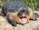 Großkopf-Schlammschildkröte, Claudius angustatus, – © Robert Hentschel (www.chrysemys.com)