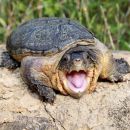 Großkopf-Schlammschildkröte, Claudius angustatus, – © Robert Hentschel (www.chrysemys.com)