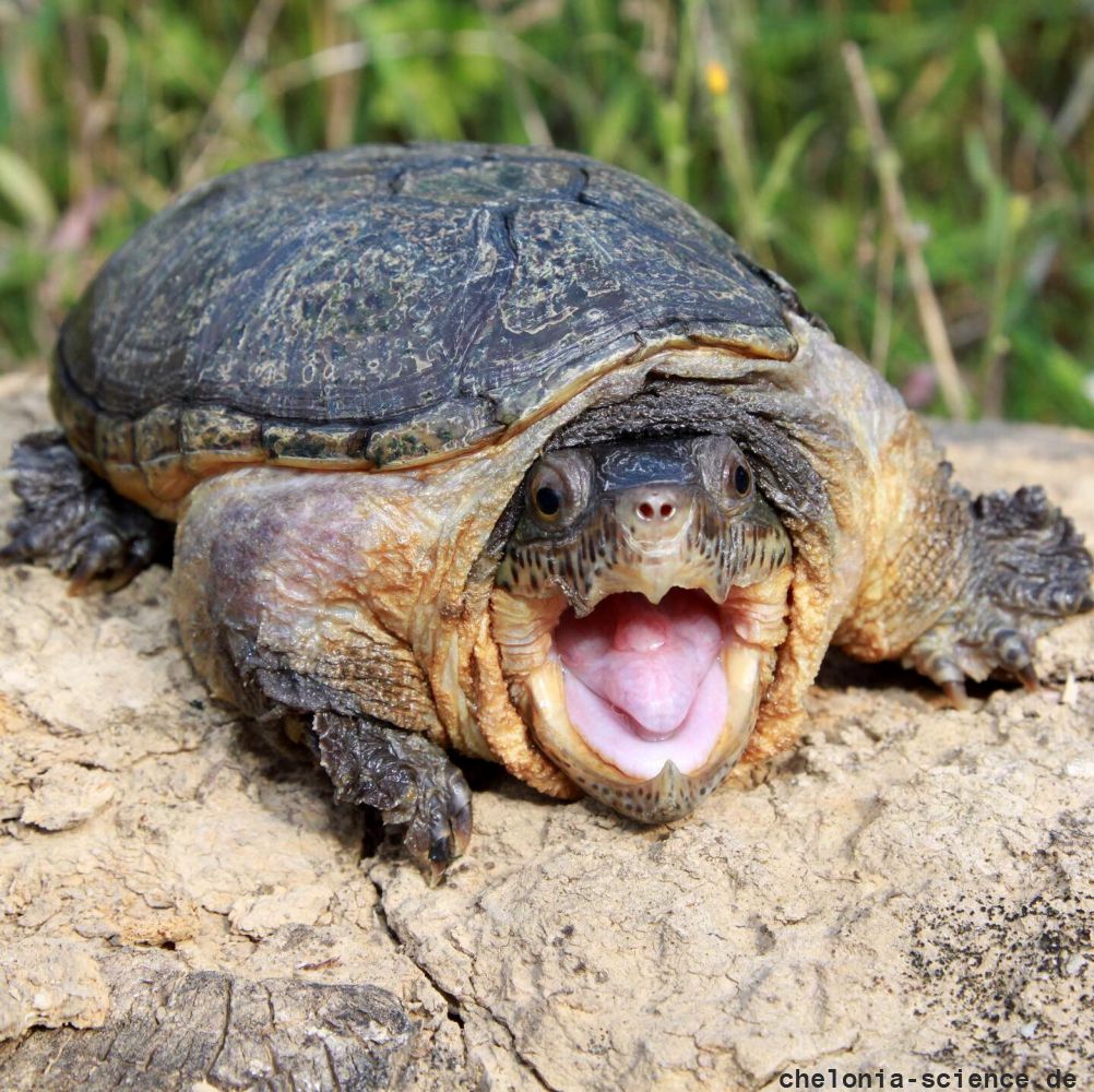 Großkopf-Schlammschildkröte, Claudius angustatus, ein männlicher Wildfang – © Robert Hentschel (www.chrysemys.com)