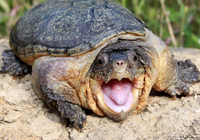 Großkopf-Schlammschildkröte, Claudius angustatus, – © Robert Hentschel (www.chrysemys.com)