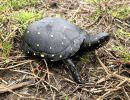 Tropfenschildkröte, Clemmys guttata, – © Eric B. Liebgold