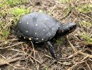 Tropfenschildkr&ouml;te, Clemmys guttata, &ndash; &copy; Eric B. Liebgold