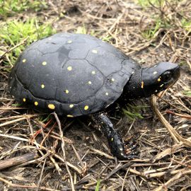 Tropfenschildkröte, Clemmys guttata, – © Eric B. Liebgold Tropfenschildkröte, Clemmys guttata, – © Eric B. Liebgold