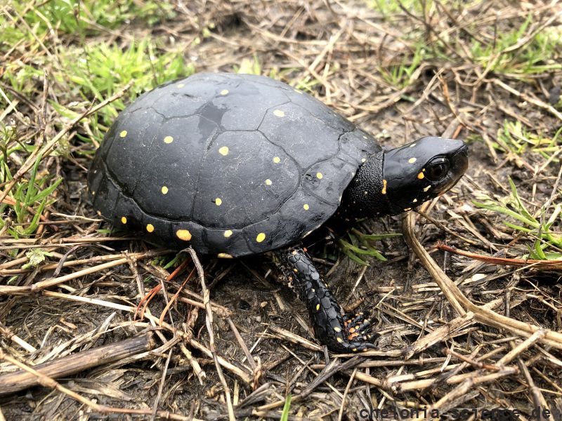 Tropfenschildkröte, Clemmys guttata, – © Eric B. Liebgold Tropfenschildkröte, Clemmys guttata, – © Eric B. Liebgold