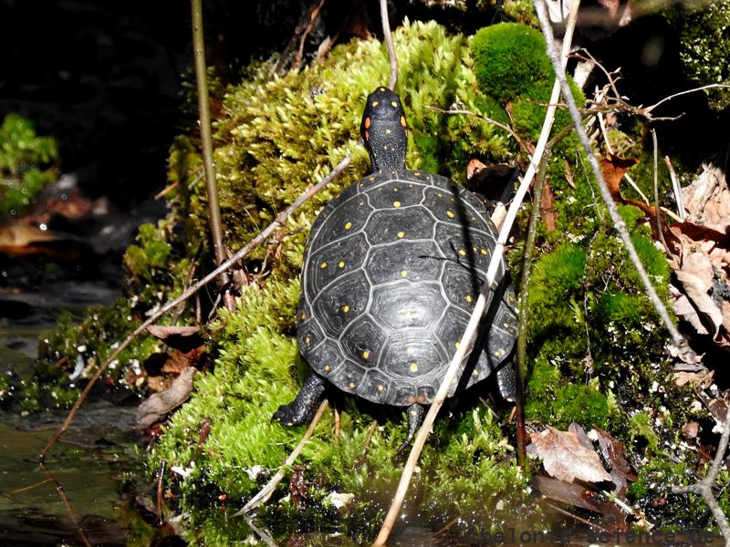 Tropfenschildkröte, Clemmys guttata, – © Grover Brown Tropfenschildkröte, Clemmys guttata, – © Grover Brown