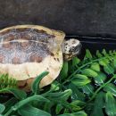 Zentralvietnamesische Scharnierschildkröte, Cuora bourreti, – © Hans-Jürgen Bidmon