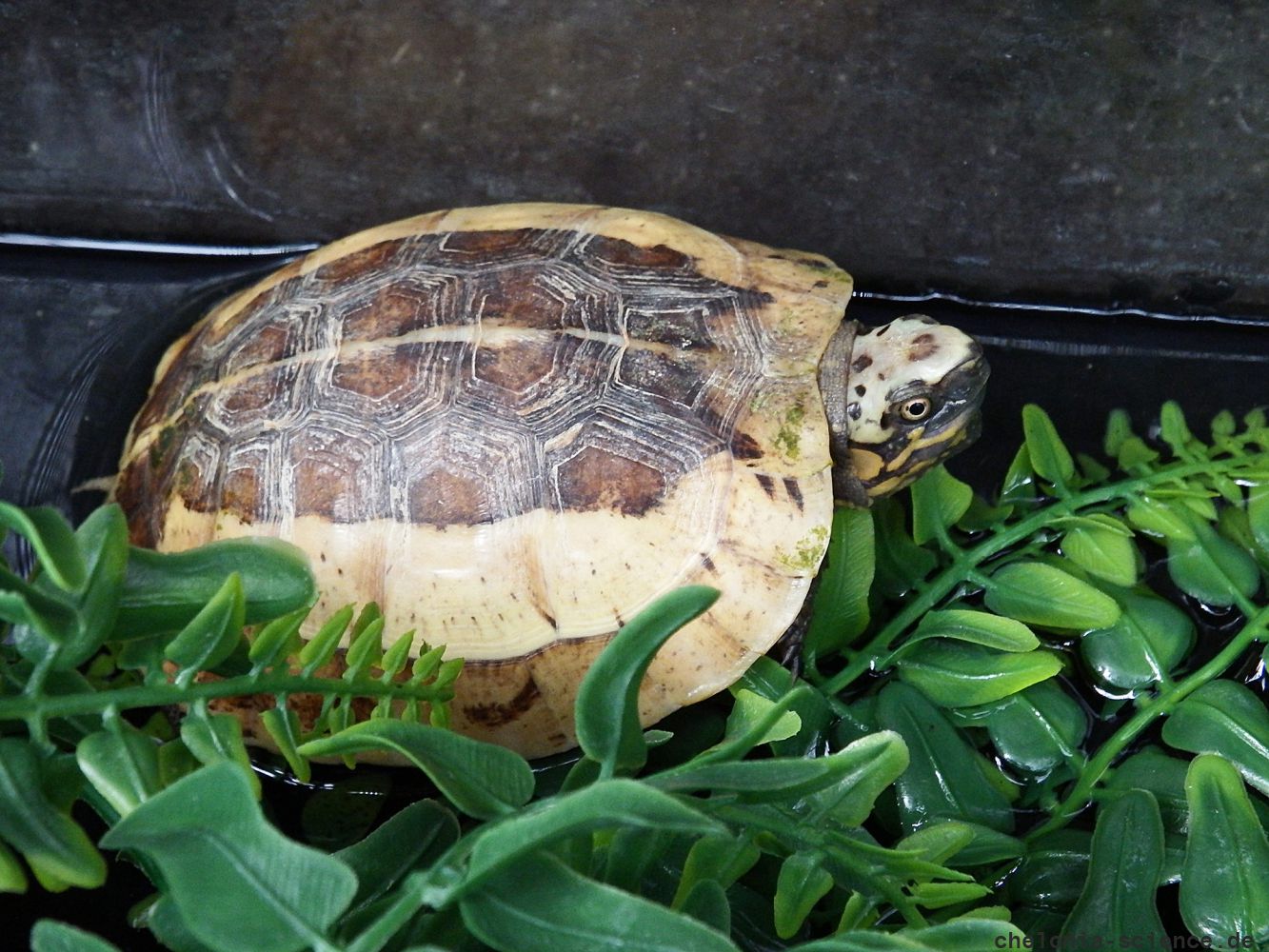 Zentralvietnamesische Scharnierschildkröte, Cuora bourreti, – © Hans-Jürgen Bidmon