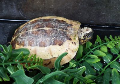 Zentralvietnamesische Scharnierschildkröte, Cuora bourreti, – © Hans-Jürgen Bidmon