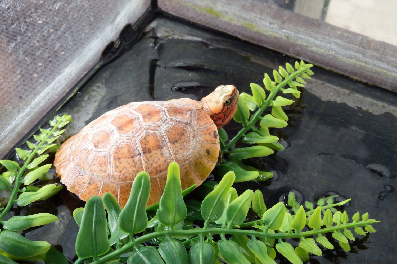 Hinterindische Scharnierschildkröte, Cuora galbinifrons, – © Hans-Jürgen Bidmon