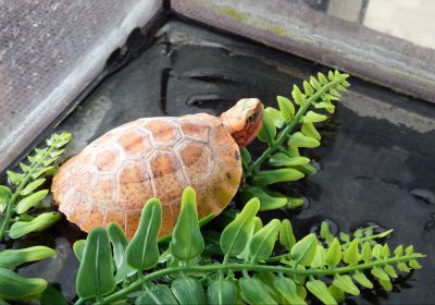 Hinterindische Scharnierschildkröte, Cuora galbinifrons, – © Hans-Jürgen Bidmon