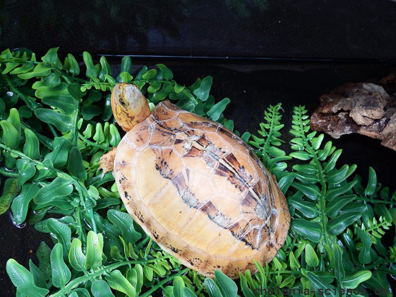 Südvietnamesische Scharnierschildkröte, Cuora picturata, – © Hans-Jürgen Bidmon Südvietnamesische Scharnierschildkröte, Cuora picturata, – © Hans-Jürgen Bidmon