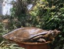 Senegal-Klappen-Weichschildkröte, Cyclanorbis senegalensis, – © Pearson McGovern