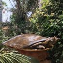 Senegal-Klappen-Weichschildkröte, Cyclanorbis senegalensis, – © Pearson McGovern