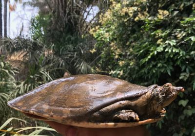 Senegal-Klappen-Weichschildkröte, Cyclanorbis senegalensis, – © Pearson McGovern