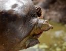 Senegal-Klappen-Weichschildkröte, Cyclanorbis senegalensis, – © Pearson McGovern