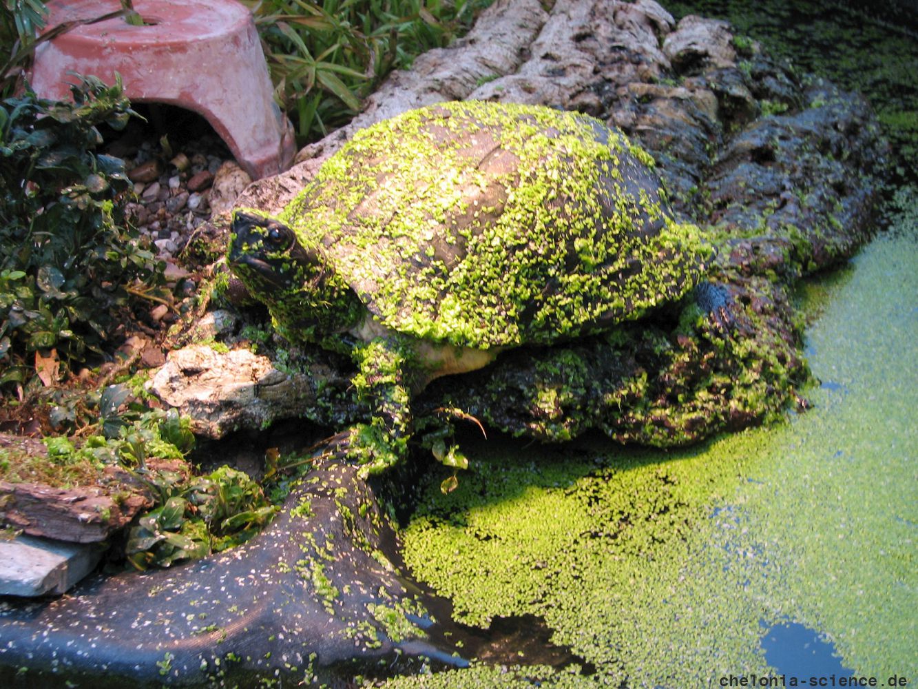 Indomalaiische Blattschildkröte, Cyclemys dentata, – © Hans-Jürgen Bidmon