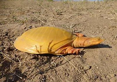 Cycloderma frenatum – Graue Klappen-Weichschildkröte