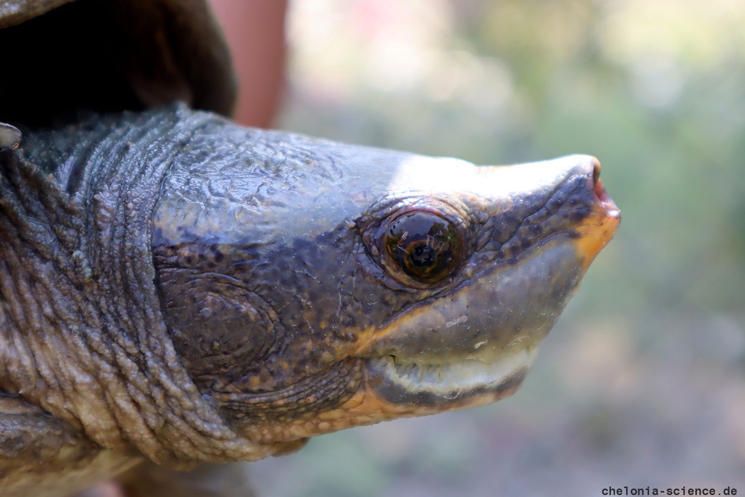 Tabascoschildkröte, Dermatemys mawii, – © Keyla C. Moo-Arguello