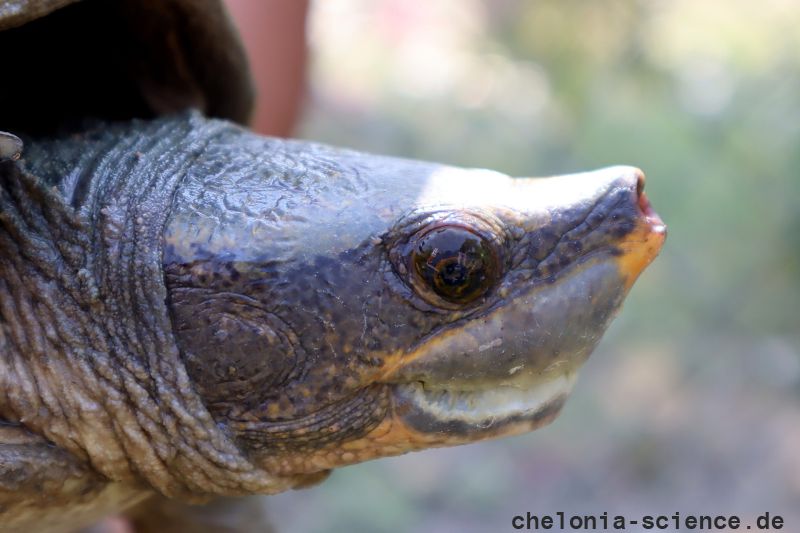 Tabascoschildkröte, Dermatemys mawii, – © Keyla C. Moo-Arguello Tabascoschildkröte, Dermatemys mawii, – © Keyla C. Moo-Arguello