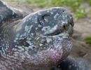 Lederschildkröte, Dermochelys coriacea, auf Grenada nistend – © Kate Charles, Ocean Spirits Inc.