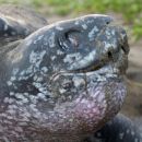 Lederschildkröte, Dermochelys coriacea, auf Grenada nistend – © Kate Charles, Ocean Spirits Inc.