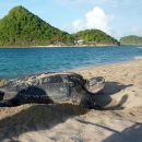 Lederschildkröte, Dermochelys coriacea, auf Grenada nistend – © Kate Charles, Ocean Spirits Inc.