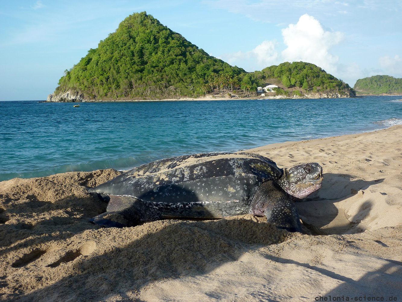 Lederschildkröte, Dermochelys coriacea, auf Grenada nistend – © Kate Charles, Ocean Spirits Inc.