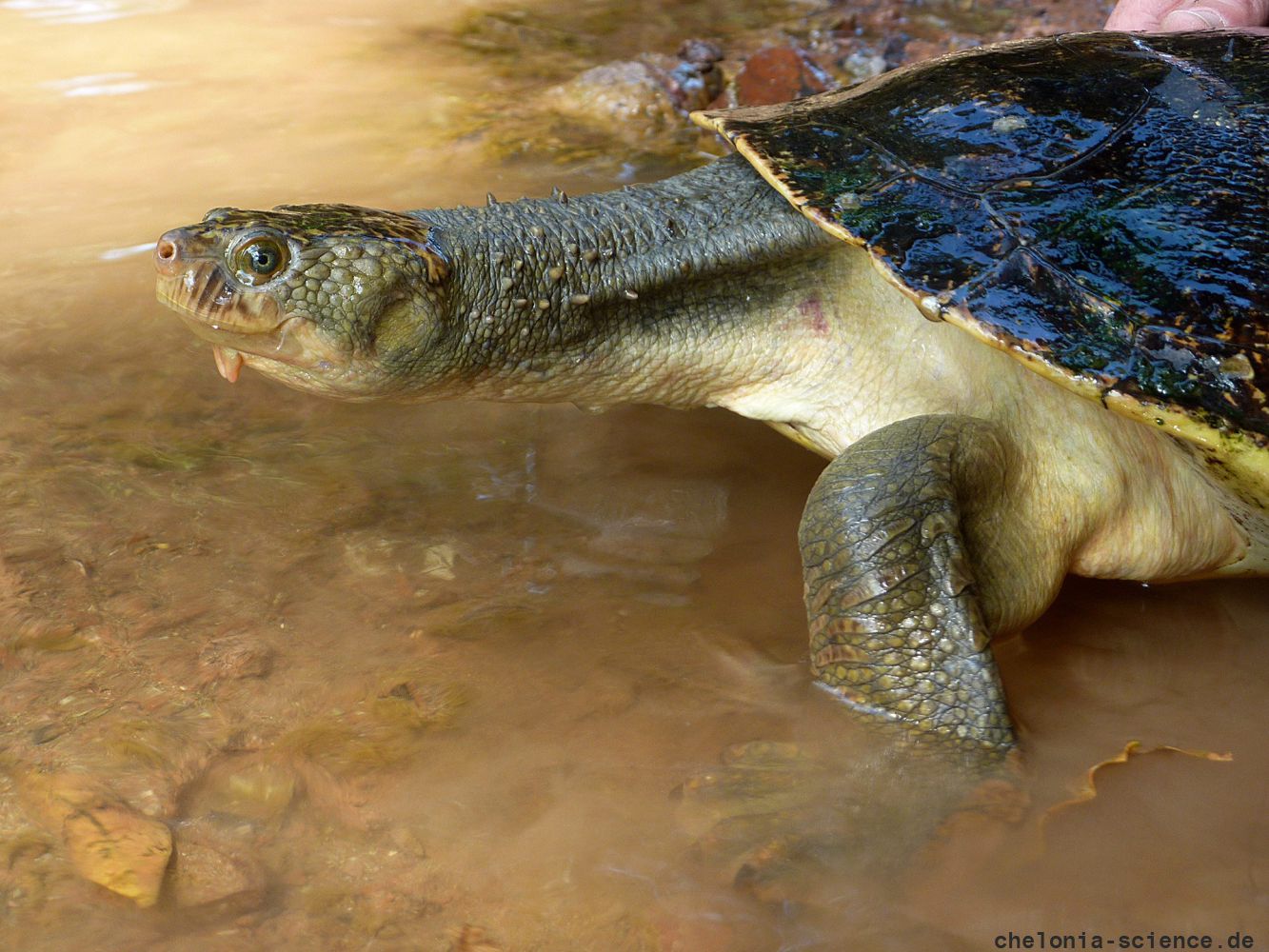 Mary-River-Schildkröte, Elusor macrurus, – © Marilyn Connell