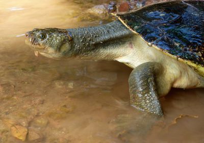 Mary-River-Schildkröte, Elusor macrurus, – © Marilyn Connell