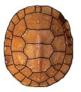 Amerikanische Sumpfschildkr&ouml;te, Emydoidea blandingii, Carapaxaufsicht von einem Schl&uuml;pfling mit zwei symmetrischen Rippenschildanomalien &ndash; &copy; Gerardo A. Cordero