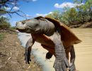 Cooper-Creek-Spitzkopfschildkröte, Emydura macquarii emmotti, – © Donald T. McKnight