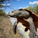 Cooper-Creek-Spitzkopfschildkröte, Emydura macquarii emmotti, – © Donald T. McKnight