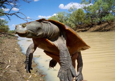 Cooper-Creek-Spitzkopfschildkröte, Emydura macquarii emmotti, – © Donald T. McKnight