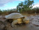 Cooper-Creek-Spitzkopfschildkröte, Emydura macquarii emmotti, – © Donald T. McKnight