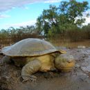 Cooper-Creek-Spitzkopfschildkröte, Emydura macquarii emmotti, – © Donald T. McKnight