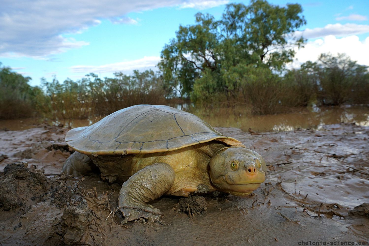 Cooper-Creek-Spitzkopfschildkröte, Emydura macquarii emmotti, – © Donald T. McKnight