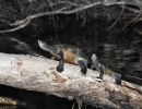 Kreffts Spitzkopfschildkröte, Emydura macquarii krefftii, zwei mondbadende Exemplare am Rossfluss – © Eric J. Nordberg