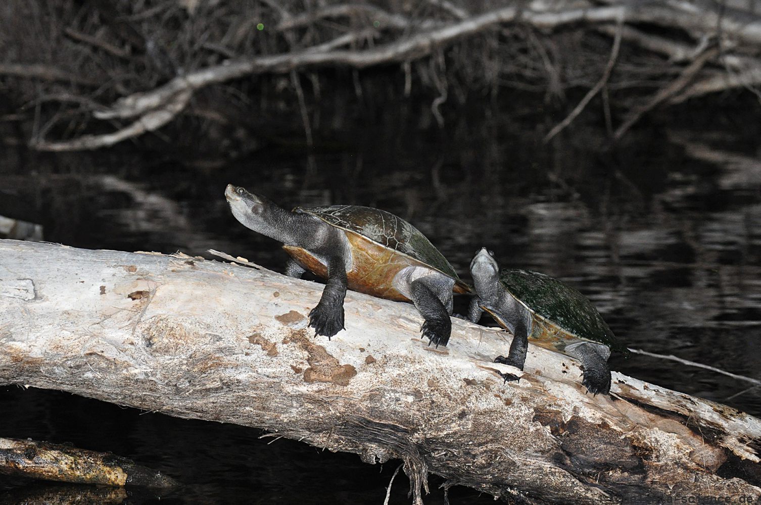Kreffts Spitzkopfschildkröte, Emydura macquarii krefftii, zwei mondbadende Exemplare am Rossfluss – © Eric J. Nordberg