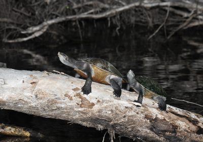 Kreffts Spitzkopfschildkröte, Emydura macquarii krefftii, – © Eric J. Nordberg