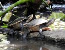 Nordaustralische Spitzkopfschildkröte, Emydura tanybaraga, – © Gerald Kuchling