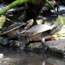 Nordaustralische Spitzkopfschildkröte, Emydura tanybaraga, – © Gerald Kuchling