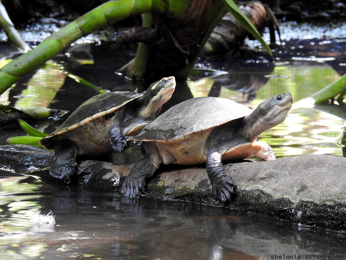 Nordaustralische Spitzkopfschildkröte, Emydura tanybaraga, – © Gerald Kuchling