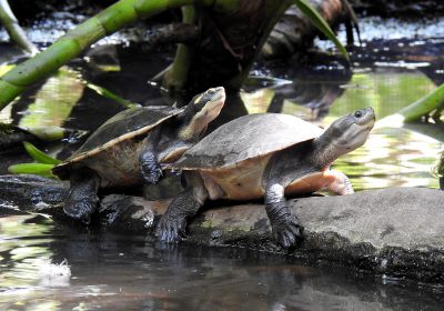 Nordaustralische Spitzkopfschildkröte, Emydura tanybaraga, – © Gerald Kuchling