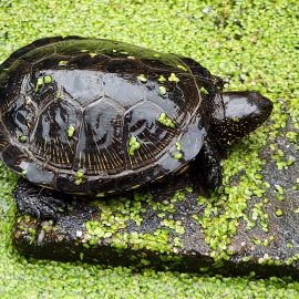 Europäische Sumpfschildkröte, Emys orbicularis, ein Tier aus Ungarn in deutscher Freilandhaltung – © Hans-Jürgen Bidmon